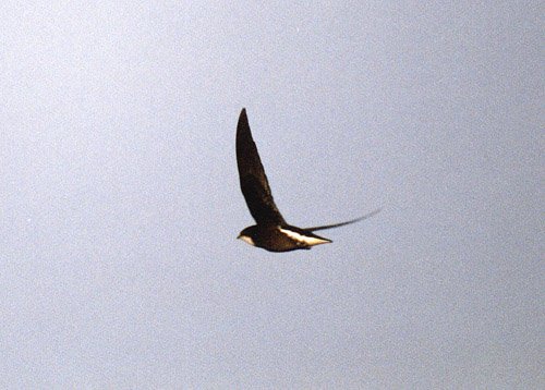 바늘꼬리칼새